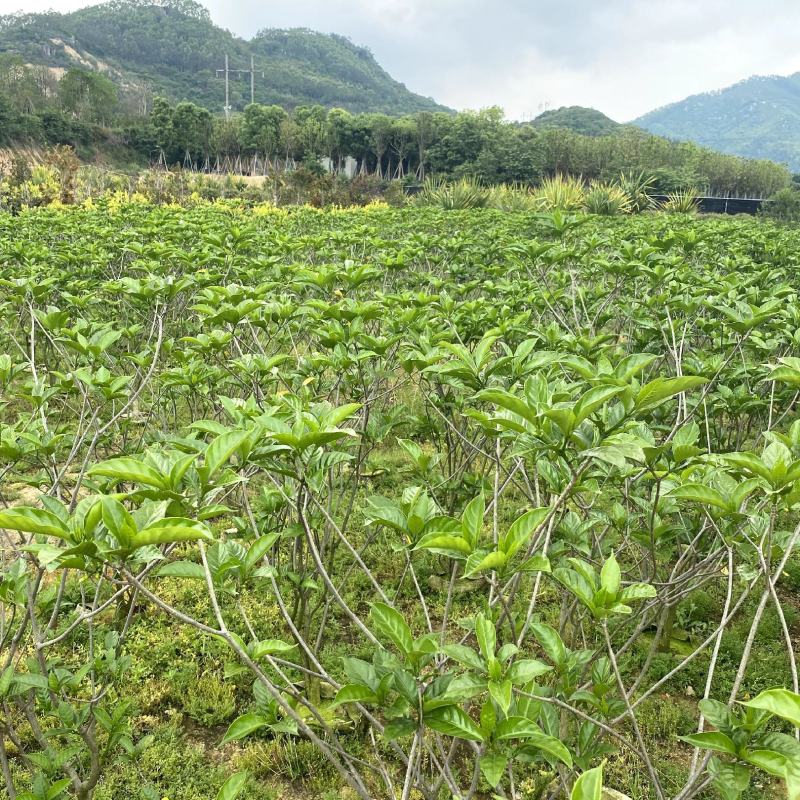 【狗牙花白狗花豆腐花】各种规格欢迎合作详谈