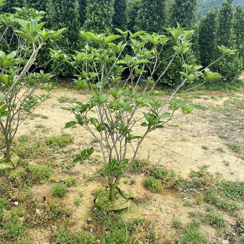 【狗牙花白狗花豆腐花】各种规格欢迎合作详谈