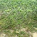 【狗牙花白狗花豆腐花】各种规格欢迎合作详谈