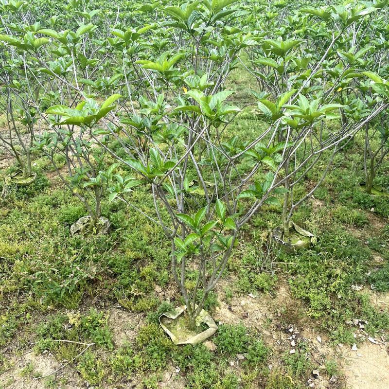 【狗牙花白狗花豆腐花】各种规格欢迎合作详谈