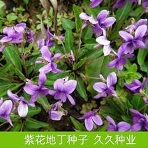 紫花地丁种子春秋播种庭院花种绿化耐荫四季室外耐寒