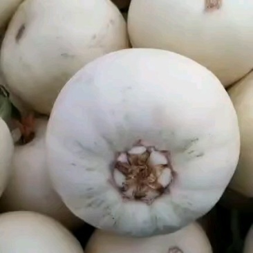 精品小甜瓜大量上市质量好，价格低，货源充足，产地直销代发