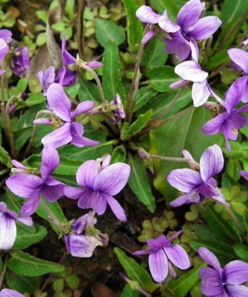 紫花地丁种子春秋播种庭院花种绿化包邮耐荫四季室外耐寒