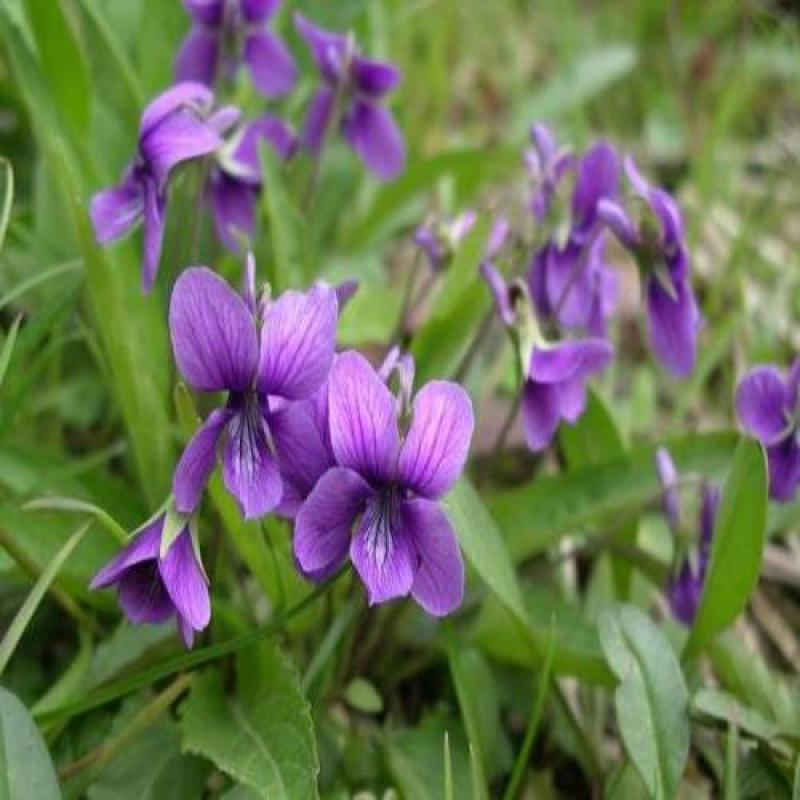 紫花地丁种子春秋播种庭院花种绿化包邮耐荫四季室外耐寒