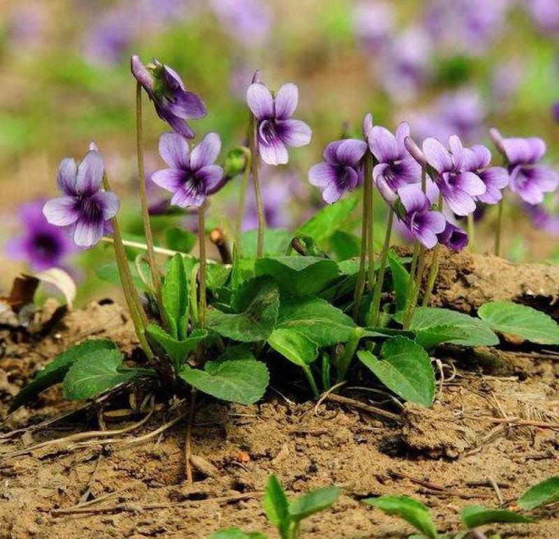 紫花地丁种子春秋播种庭院花种绿化包邮耐荫四季室外耐寒
