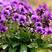 紫花地丁种子春秋播种庭院花种绿化包邮耐荫四季室外耐寒