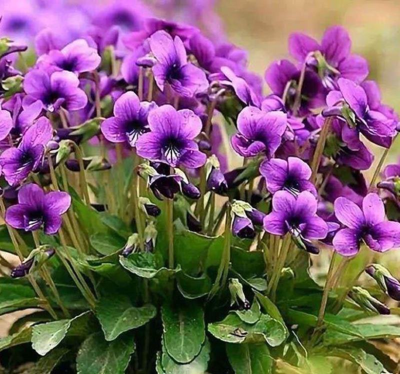 紫花地丁种子春秋播种庭院花种绿化包邮耐荫四季室外耐寒