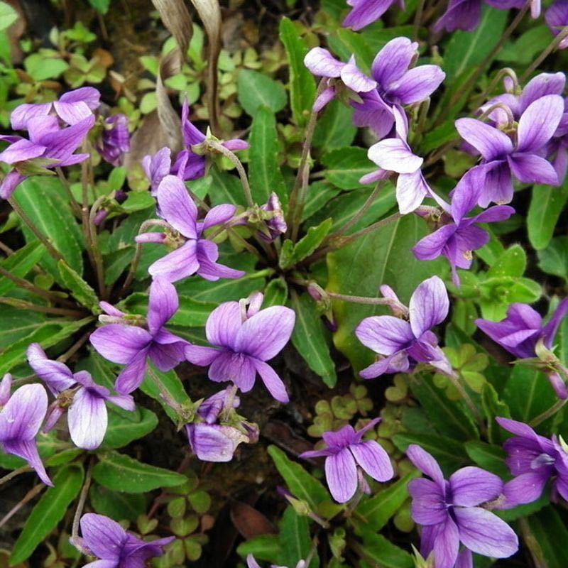 紫花地丁种子春秋播种庭院花种绿化包邮耐荫四季室外耐寒