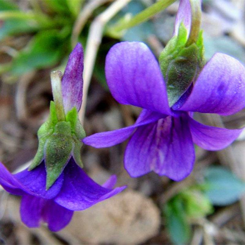 紫花地丁种子春秋播种庭院花种绿化包邮耐荫四季室外耐寒