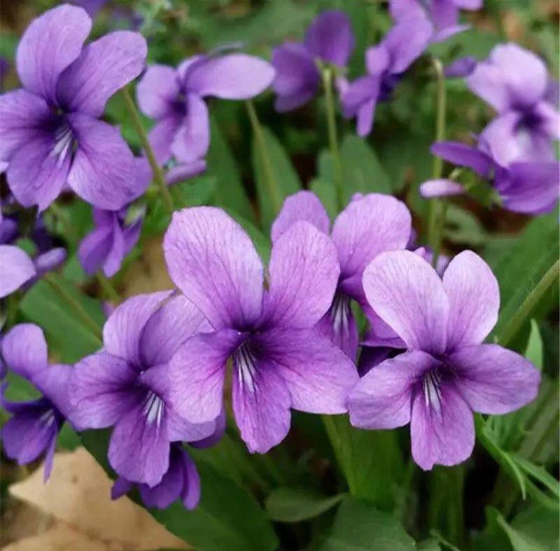 紫花地丁种子春秋播种庭院花种绿化包邮耐荫四季室外耐寒