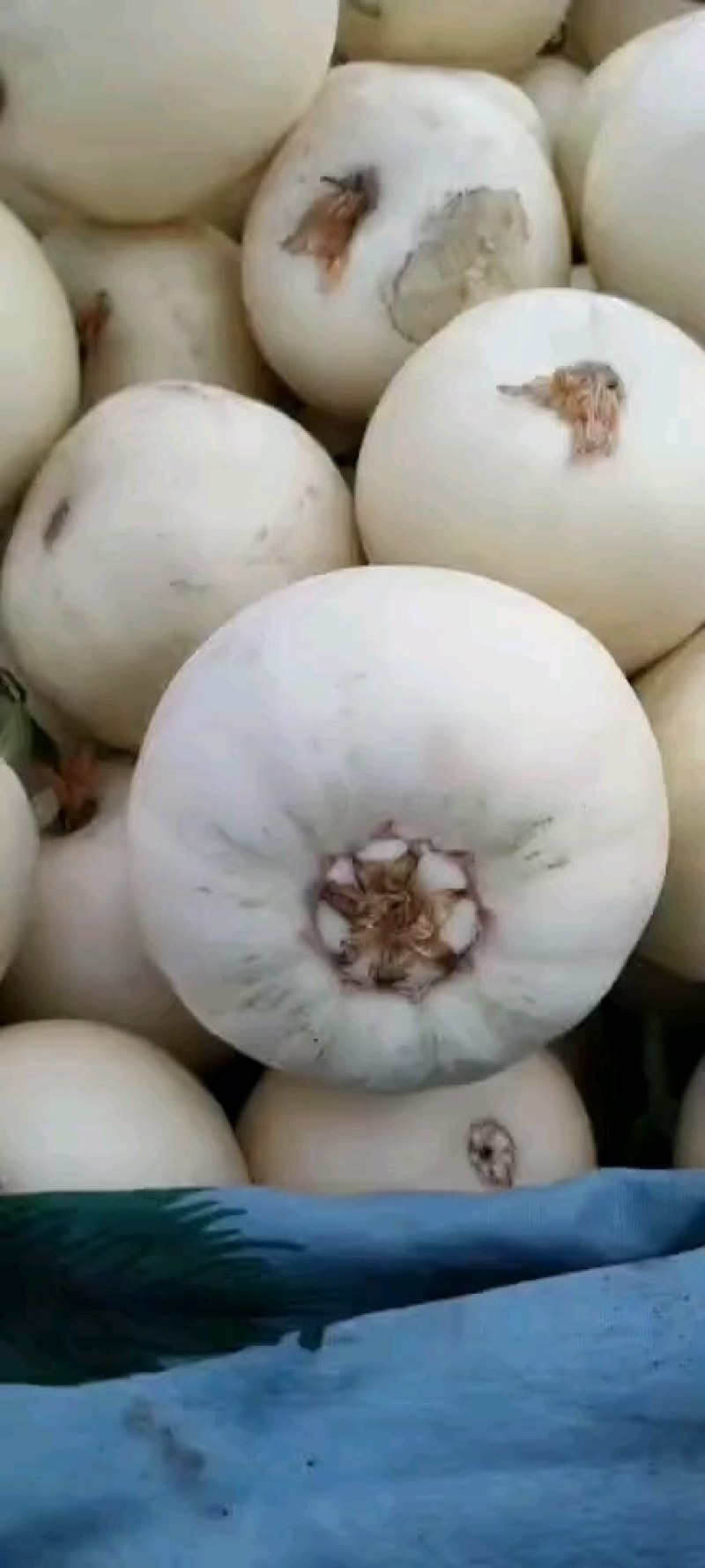 精品小甜瓜大量上市质量好，价格低，货源充足，产地直销代发
