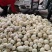 精品小甜瓜大量上市质量好，价格低，货源充足，产地直销代发