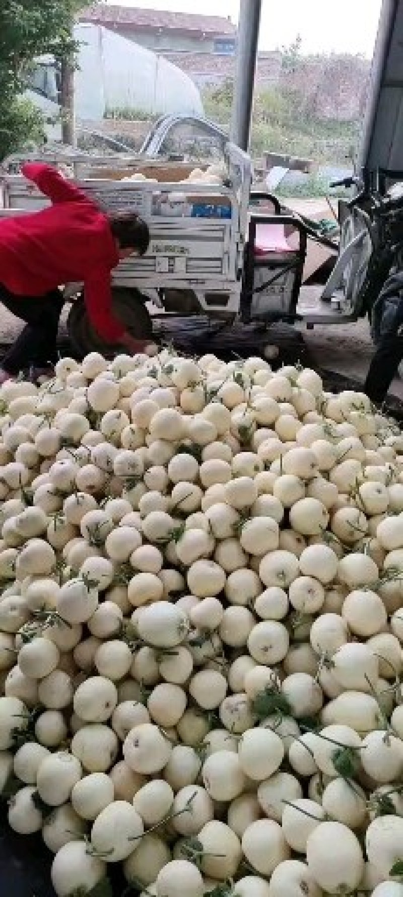 精品小甜瓜大量上市质量好，价格低，货源充足，产地直销代发