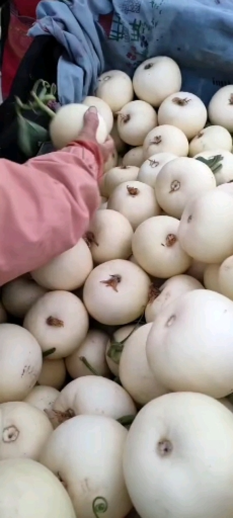 精品小甜瓜大量上市质量好，价格低，货源充足，产地直销代发