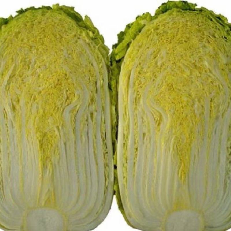 河北临漳黄心大白菜产地直销