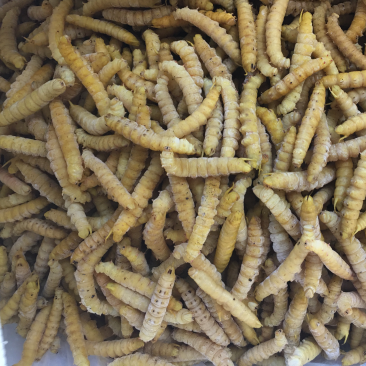 豆丹煮熟速冻蛋白虫，大豆虫、豆虫、豆青虫大量现货一手货源