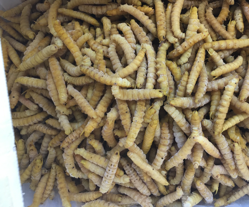 豆丹煮熟速冻蛋白虫，大豆虫、豆虫、豆青虫大量现货一手货源