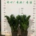 金钱树盆栽植物室内客厅钱串子四季常青办公室大盆绿植招财树