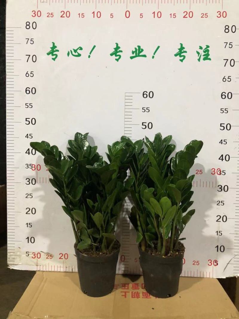 金钱树盆栽植物室内客厅钱串子四季常青办公室大盆绿植招财树