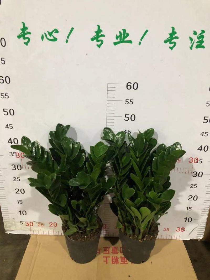 金钱树盆栽植物室内客厅钱串子四季常青办公室大盆绿植招财树