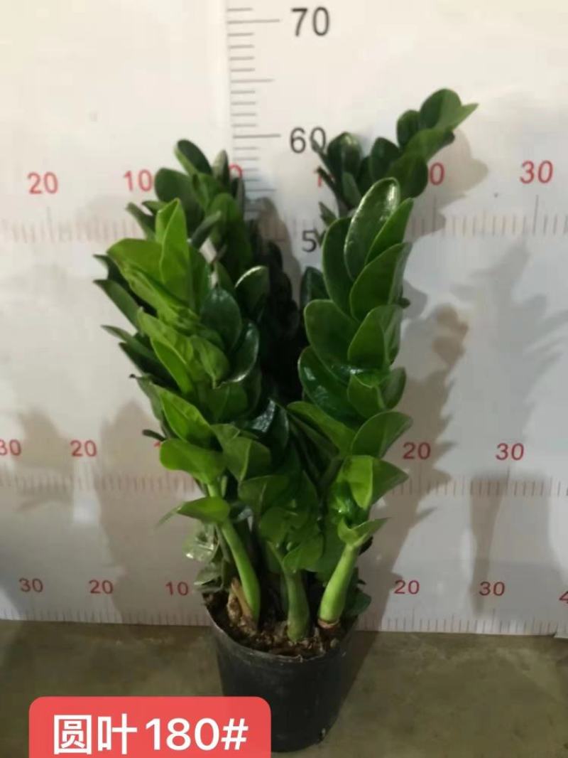 金钱树盆栽植物室内客厅钱串子四季常青办公室大盆绿植招财树