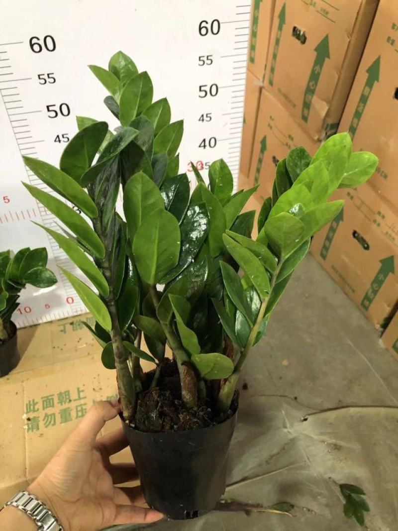金钱树盆栽植物室内客厅钱串子四季常青办公室大盆绿植招财树