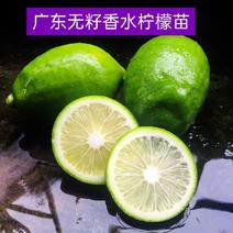 广东无籽香水柠檬苗，台湾香水柠檬苗，四季挂果，嫁接正品！