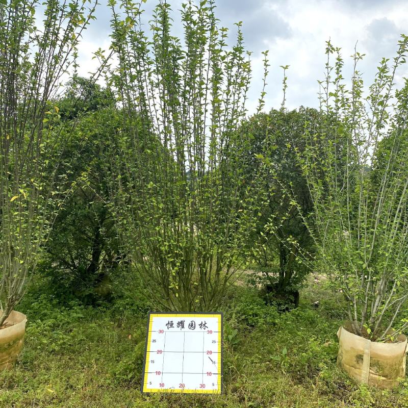 【木槿】各种规格福建漳州基地直发欢迎合作洽谈