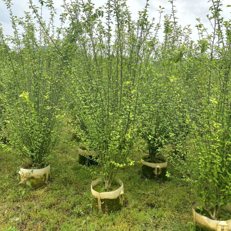 【木槿】各种规格福建漳州基地直发欢迎合作洽谈