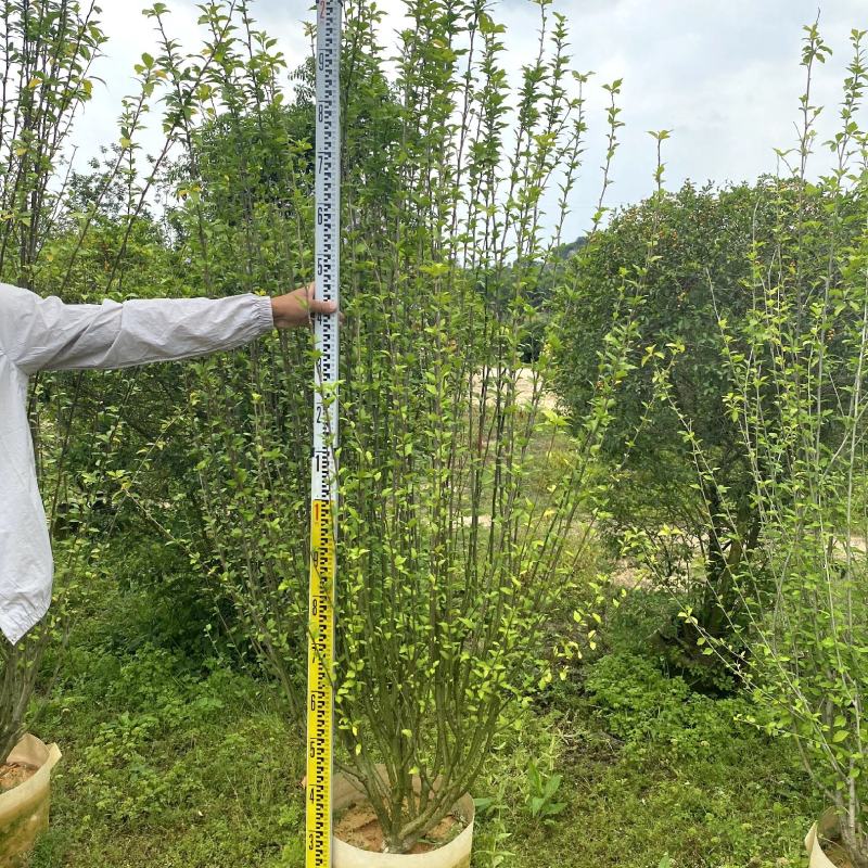 【木槿】各种规格福建漳州基地直发欢迎合作洽谈