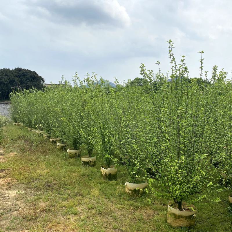 【木槿】各种规格福建漳州基地直发欢迎合作洽谈
