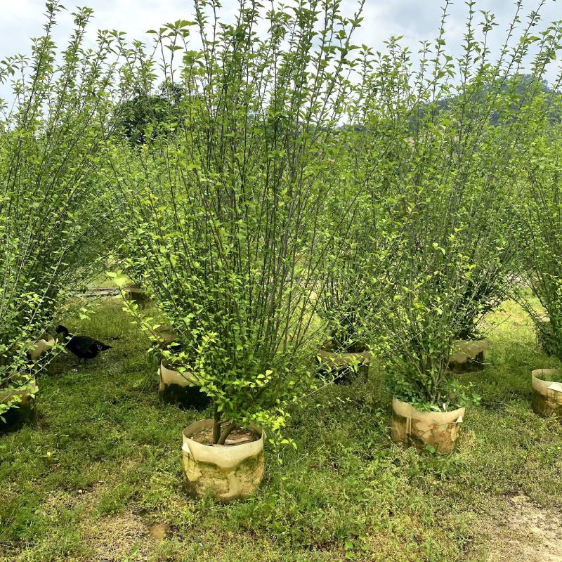 【木槿】各种规格福建漳州基地直发欢迎合作洽谈
