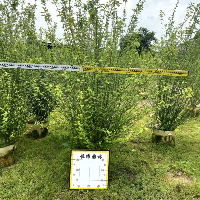 【木槿】各种规格福建漳州基地直发欢迎合作洽谈