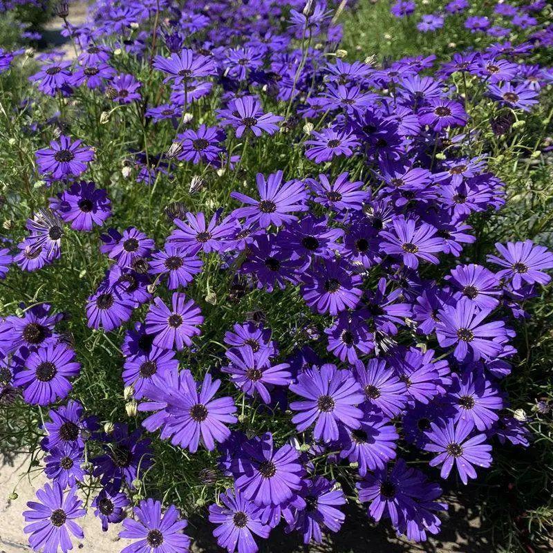 五色菊种子菊花阳台盆栽室内易种庭院观花景观花草花海植物花