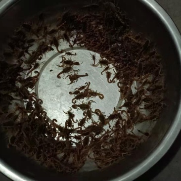 优质全蝎