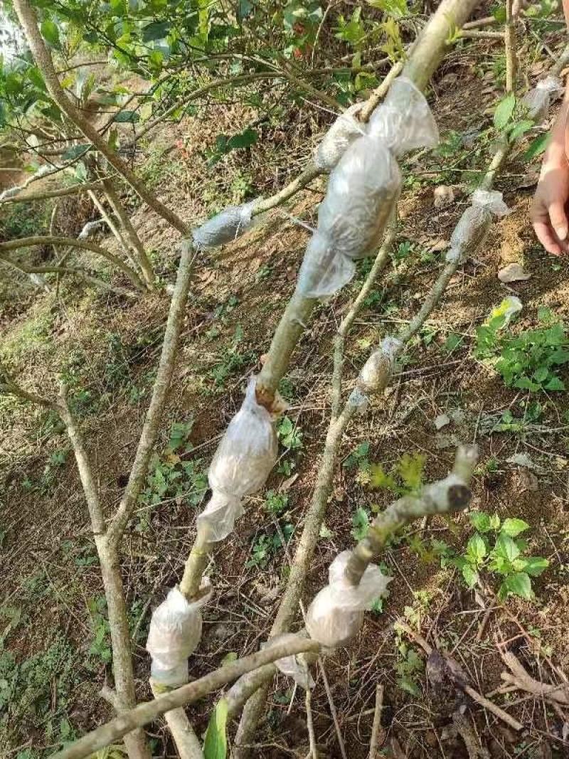香水柠檬苗，广东第一代香水柠檬，高压苗，插枝苗