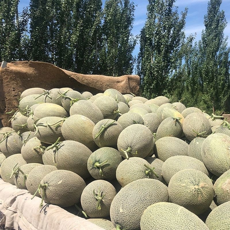 精品海沙瓜，红到皮，小蜜25.，哈密瓜全国整车代发