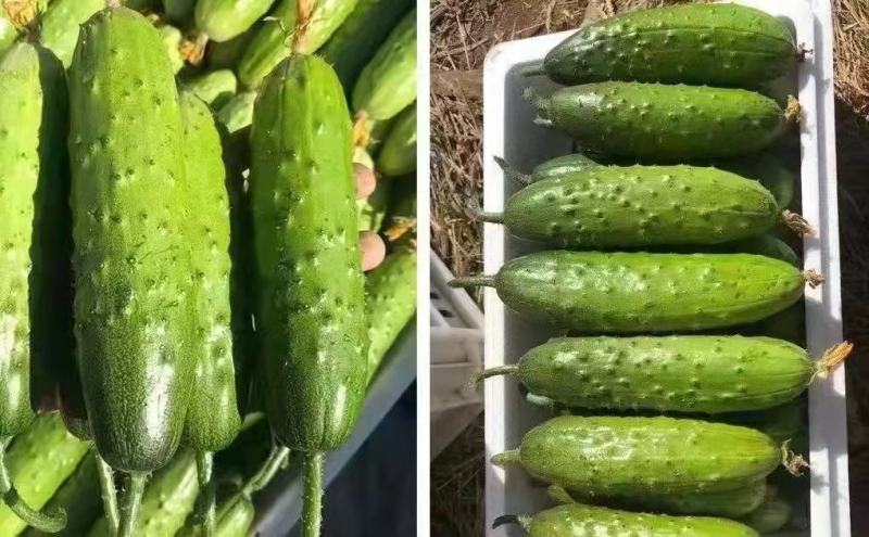 山东旱黄瓜白皮绿皮大量供应！！！！！