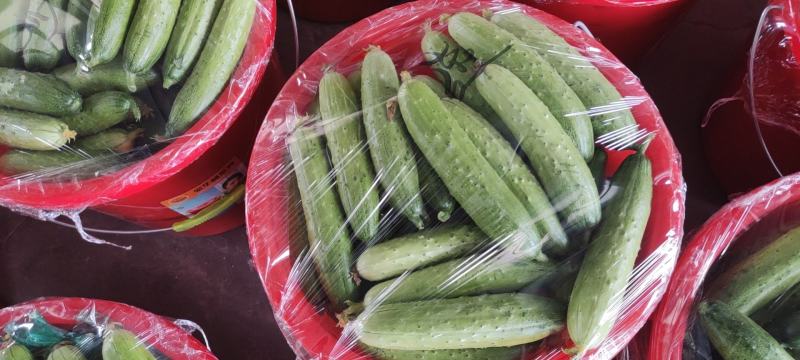 山东旱黄瓜白皮绿皮大量供应！！！！！