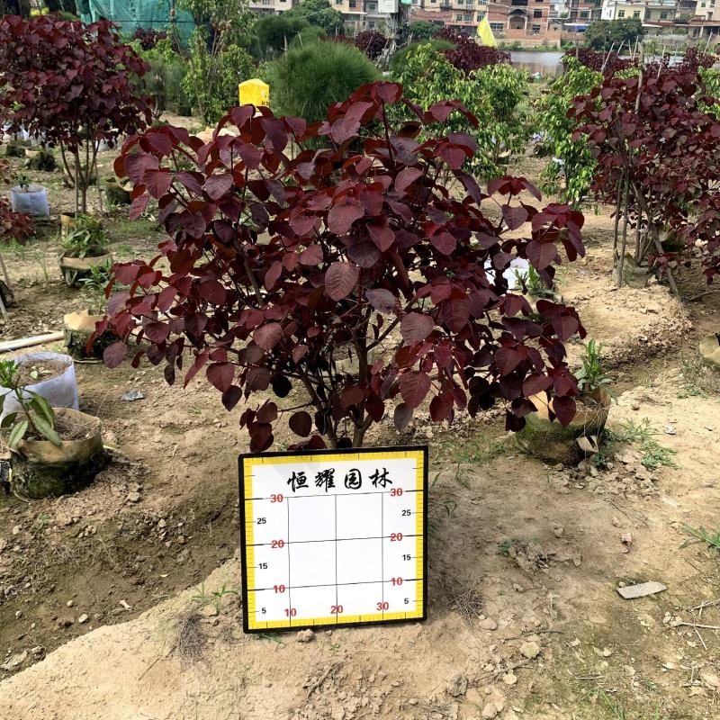 【红叶乌桕紫锦木山乌桕】各种规格欢迎合作洽谈