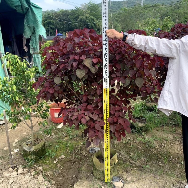 【红叶乌桕紫锦木山乌桕】各种规格欢迎合作洽谈