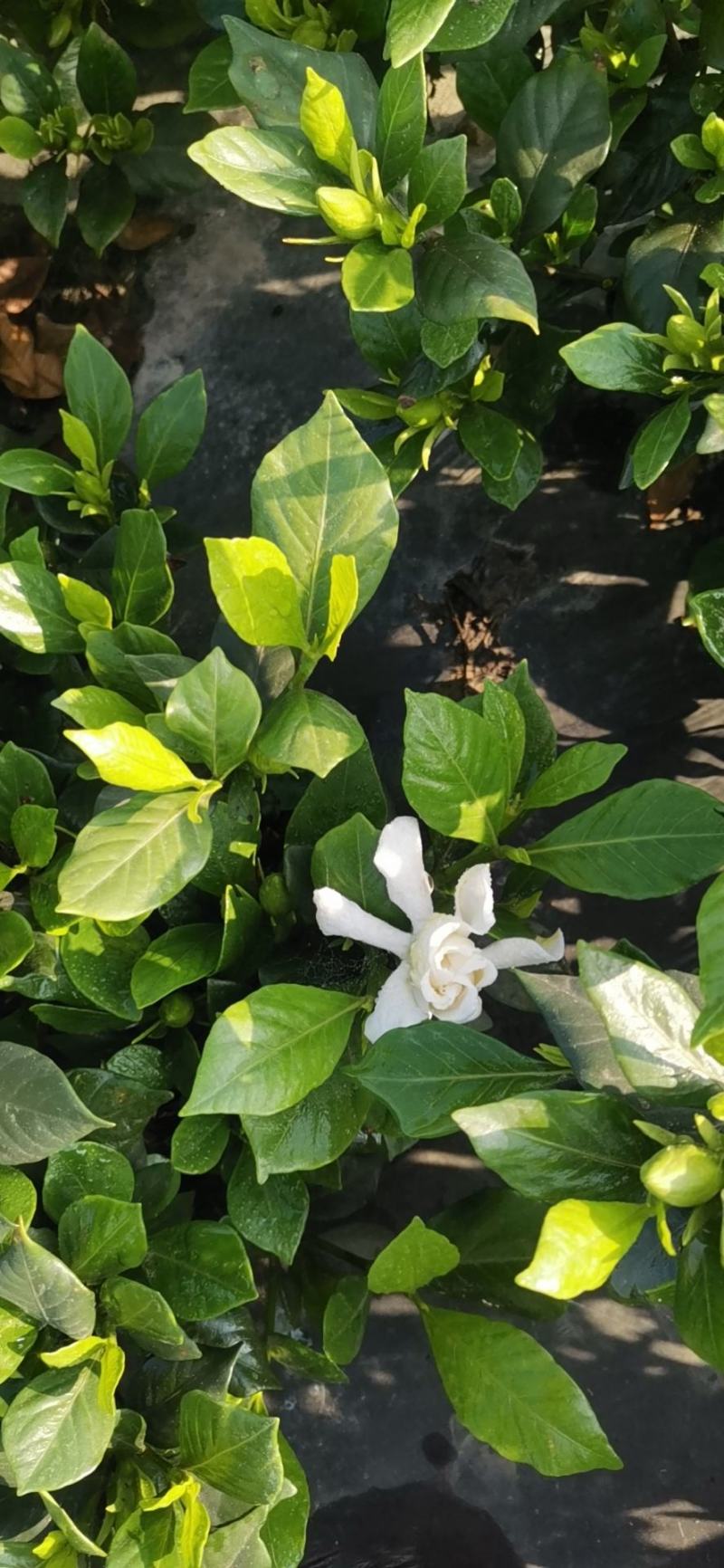 栀子花，花香叶美