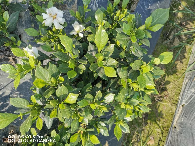 栀子花，花香叶美