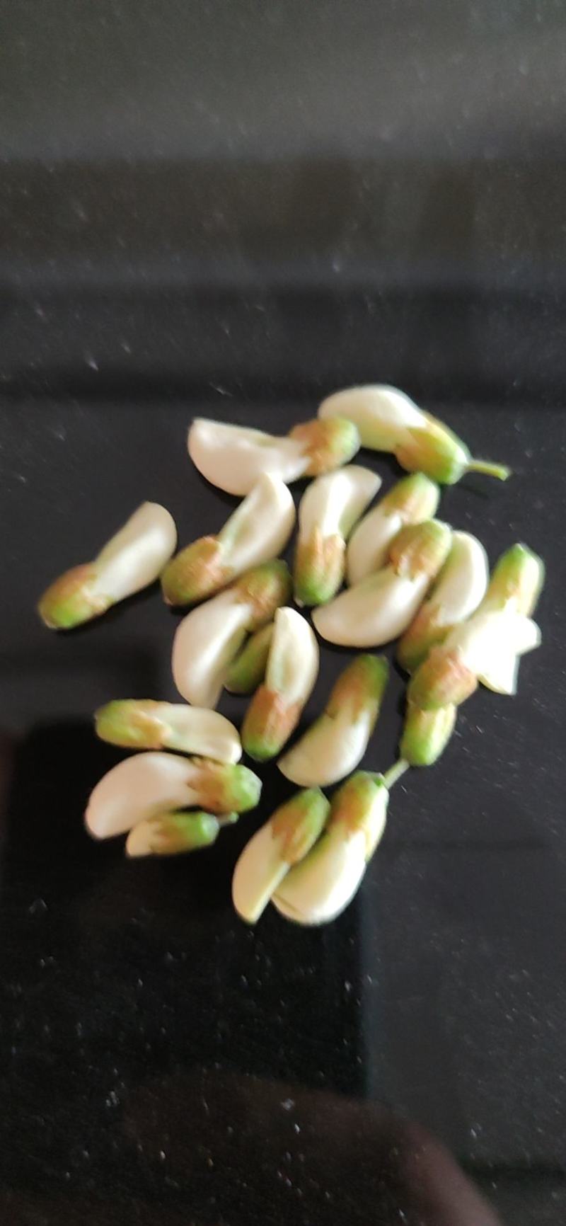 甘肃天水杨槐花