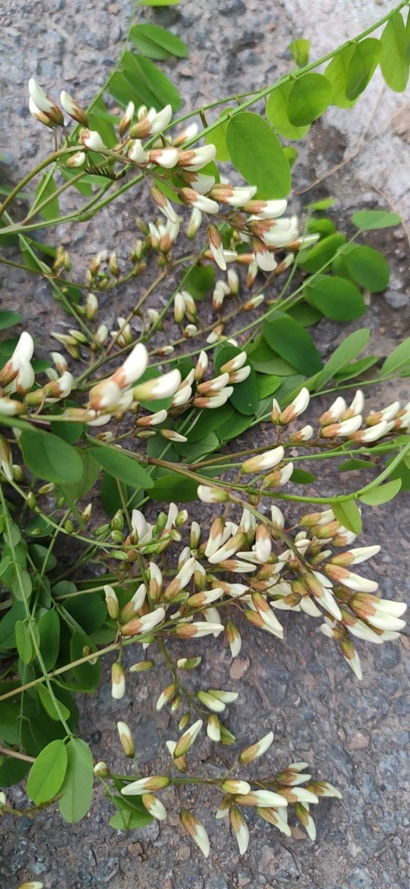 甘肃天水杨槐花
