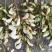 甘肃天水杨槐花