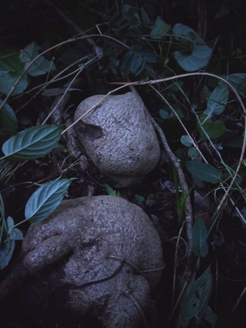 山乌龟鲜货，需要的老板看过来，发货地四川凉山德昌县