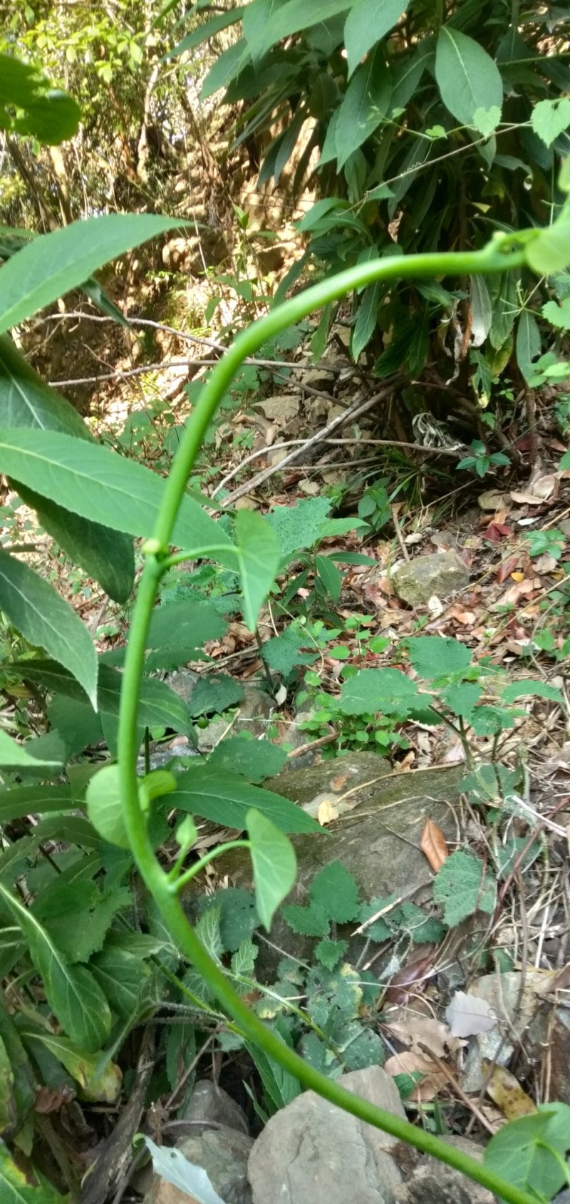 山乌龟鲜货，需要的老板看过来，发货地四川凉山德昌县