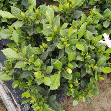 栀子花，花香叶美