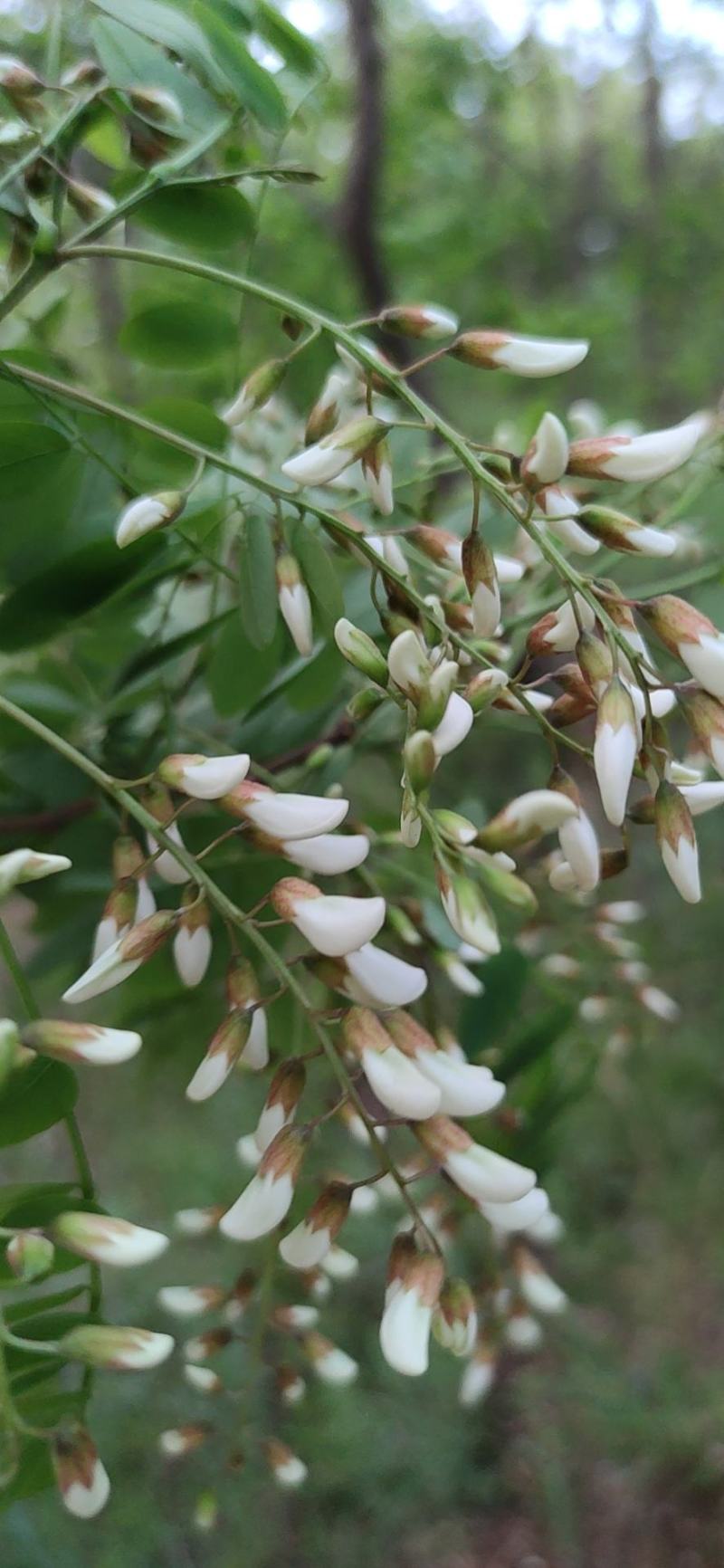 甘肃天水杨槐花